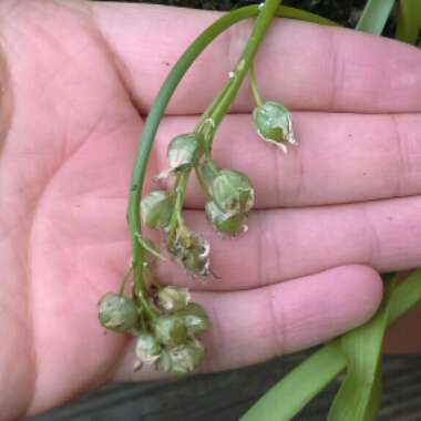 Muscari armeniacum