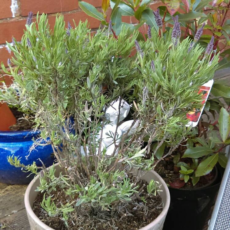 Plant image Lavandula stoechas 'Anouk' (Anouk Series)