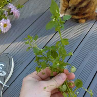 Stellaria media