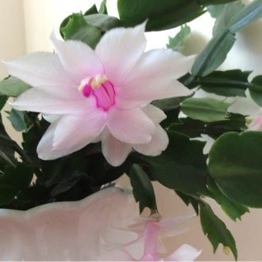 Schlumbergera truncata Malissa