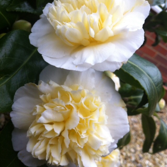 Plant image Camellia x williamsii 'Jury's Yellow'