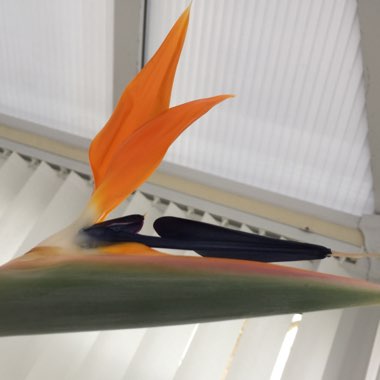 Bird Of Paradise