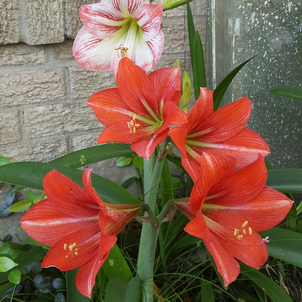 Hippeastrum 'Candy Floss'