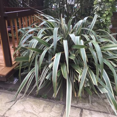 New Zealand Flax