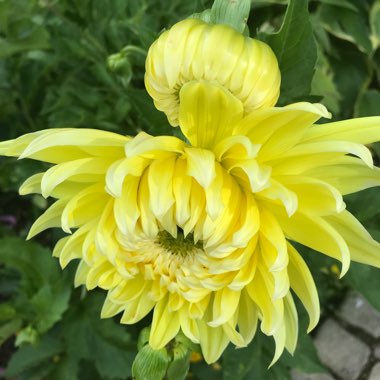 Dahlia