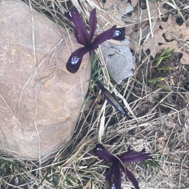 Reticulate Iris