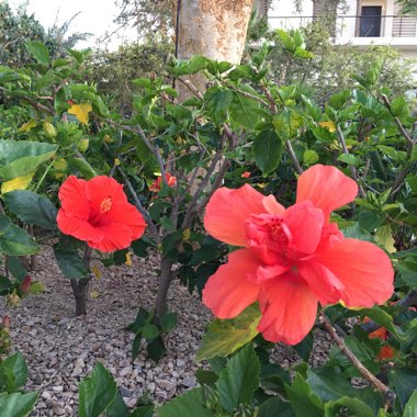 Hibiscus 'Hollywood'