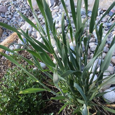 SIlver Grass 'Zebrinus'