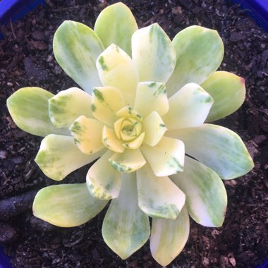 Aeonium Suncup