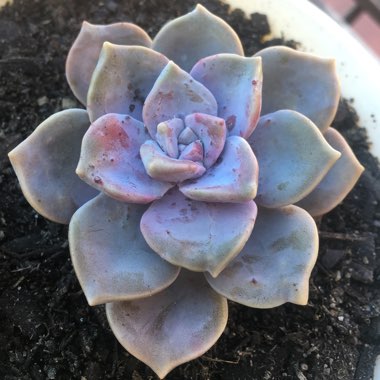 Graptopetalum Purple Delight syn. Graptopetalum Snow White