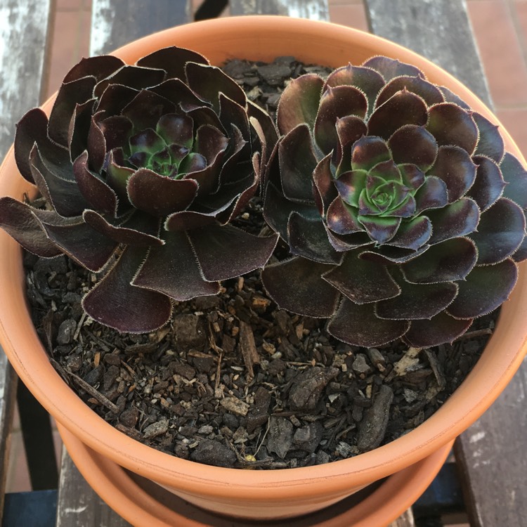 Plant image Aeonium Simsii x Zwartkop