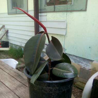 Ficus elastica 'Burgundy' syn. Ficus elastica 'Black Prince'