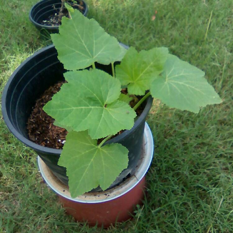 Plant image Cucurbita pepo 'Summer Crookneck'