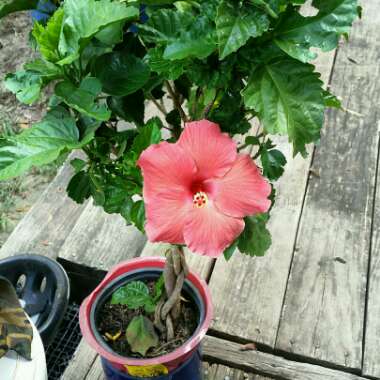 Hibiscus rosa-sinensis