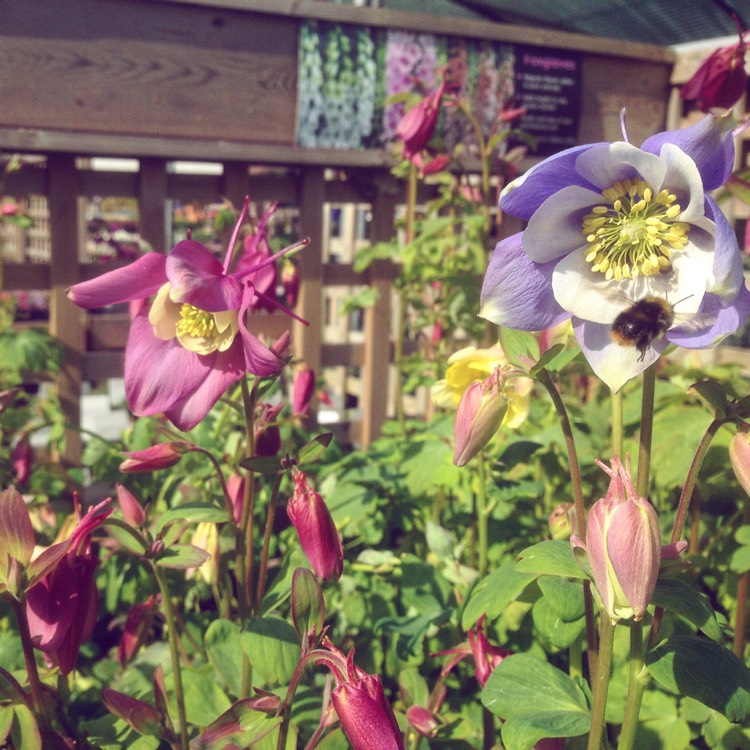 Plant image Aquilegia 'Swan Mixed'