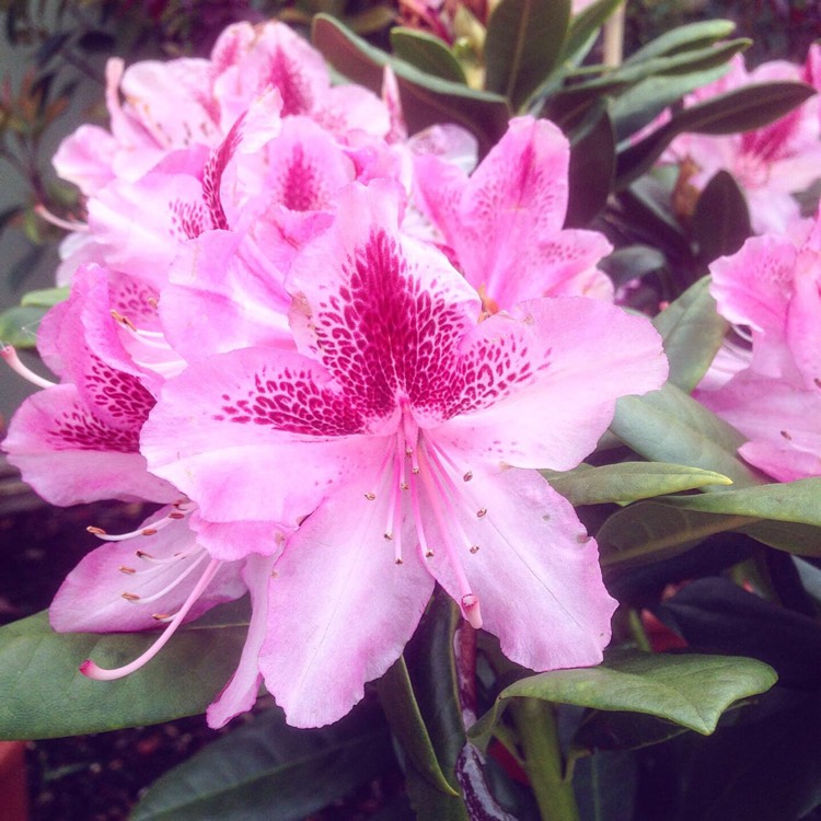 Plant image Rhododendron 'Cosmopolitan'