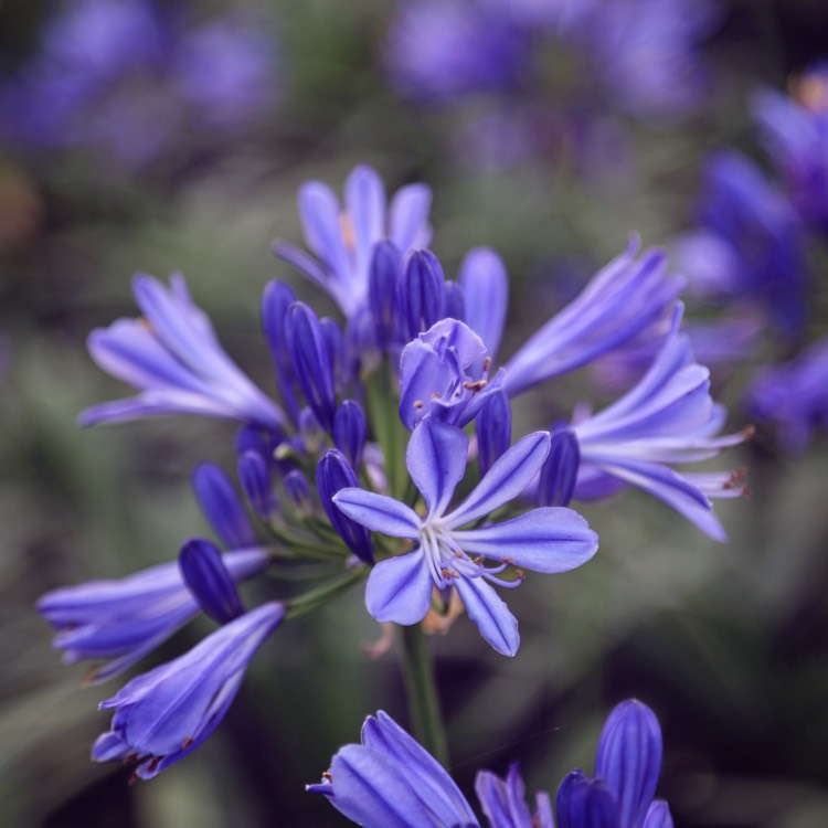 Plant image Agapanthus 'Charlotte'