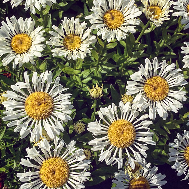 Plant image Leucanthemum x superbum 'Lacrosse'