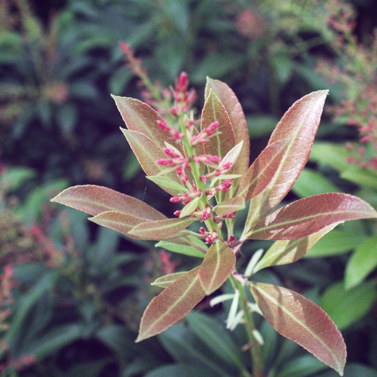 Plant image Pieris japonica 'Passion'