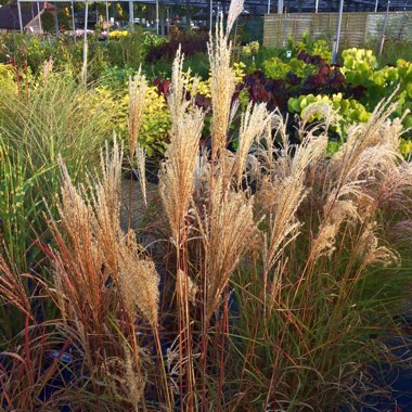 Silver Grass 'Red Cloud'