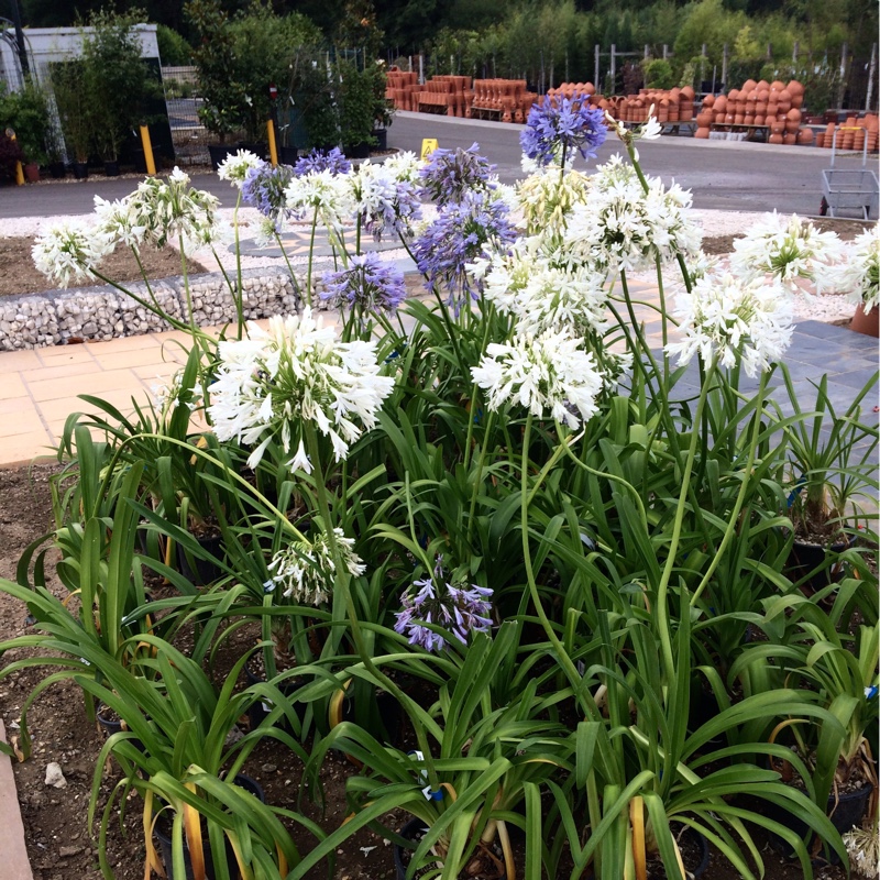 Plant image Agapanthus 'Ovatus' syn. Agapanthus umbellatus 'Ovatus'