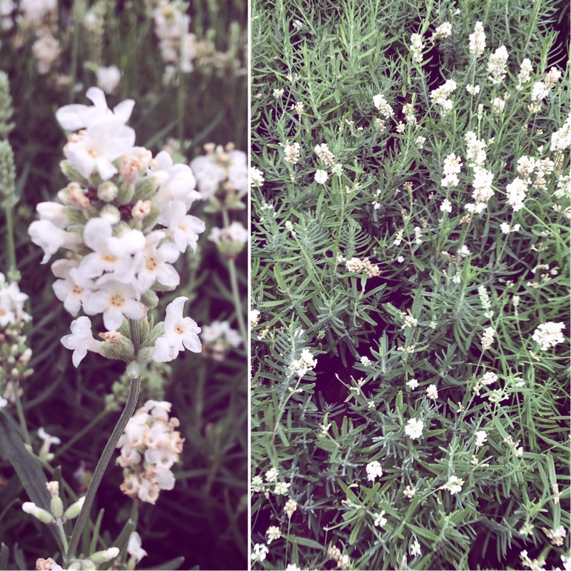 Plant image Lavandula angustifolia 'Ellagance Snow' (Ellagance Series)