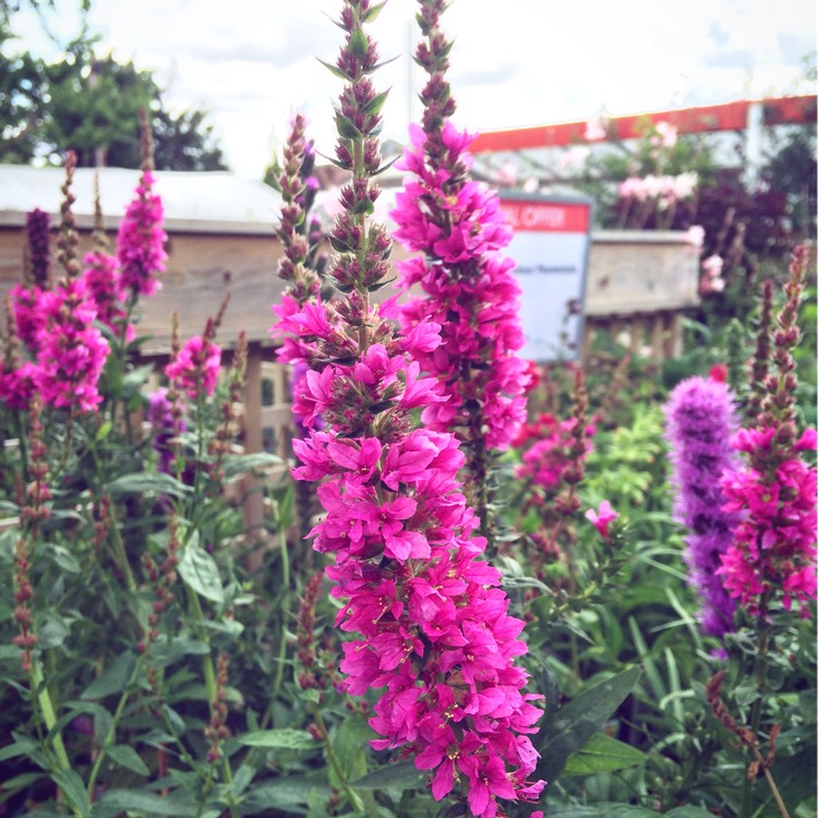 Plant image Lythrum salicaria 'Robert'