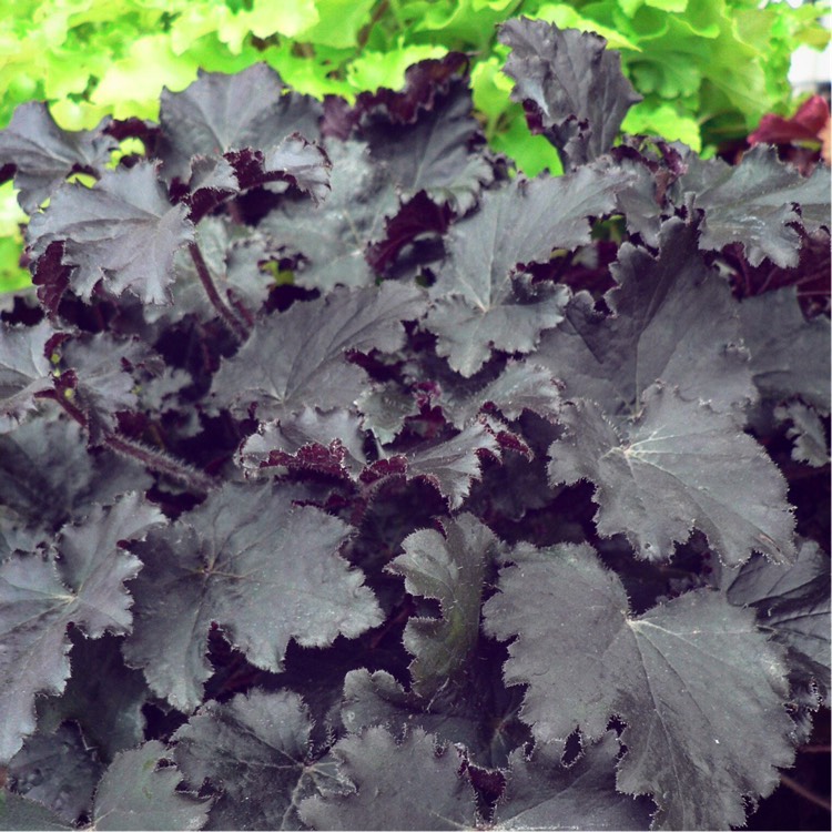 Plant image Heuchera 'Binoche'