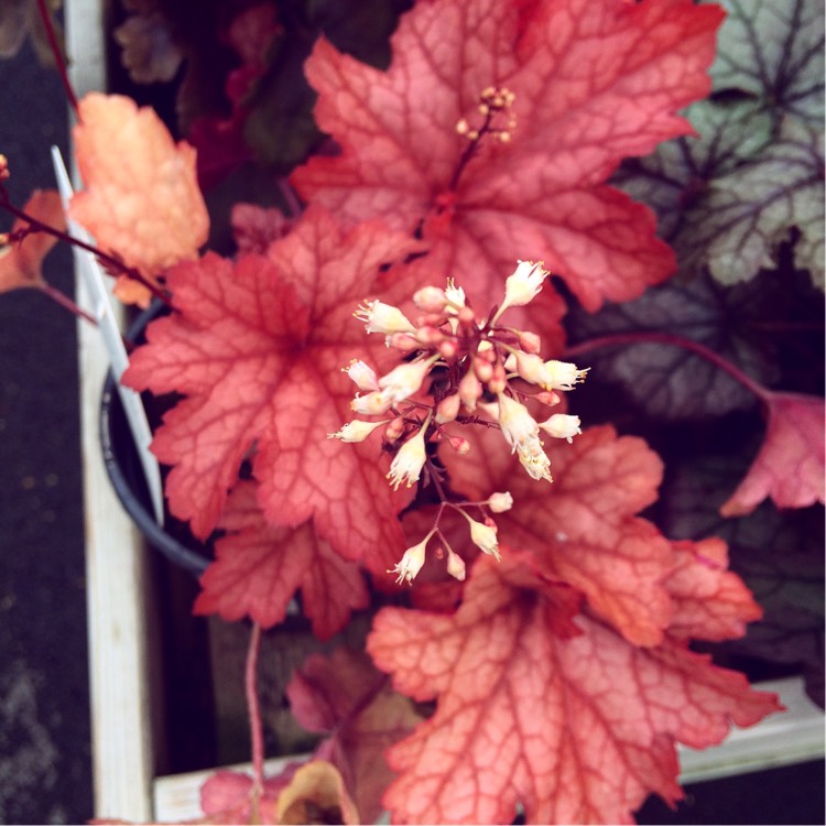 Plant image Heuchera 'Paprika'