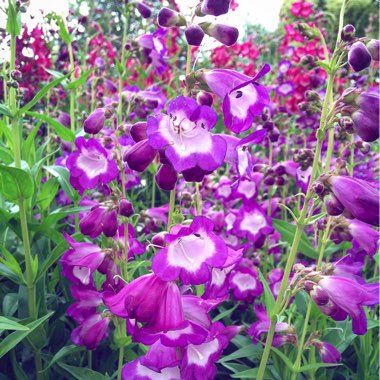 Penstemon 'Pensham Czar'