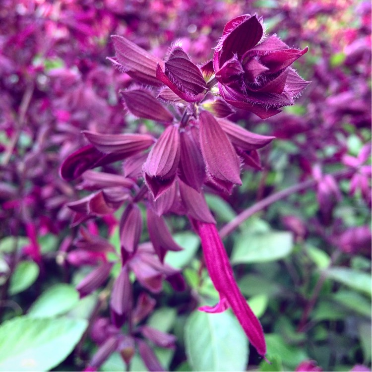 Plant image Salvia 'Serendip6' syn. Salvia 'Love and Wishes'