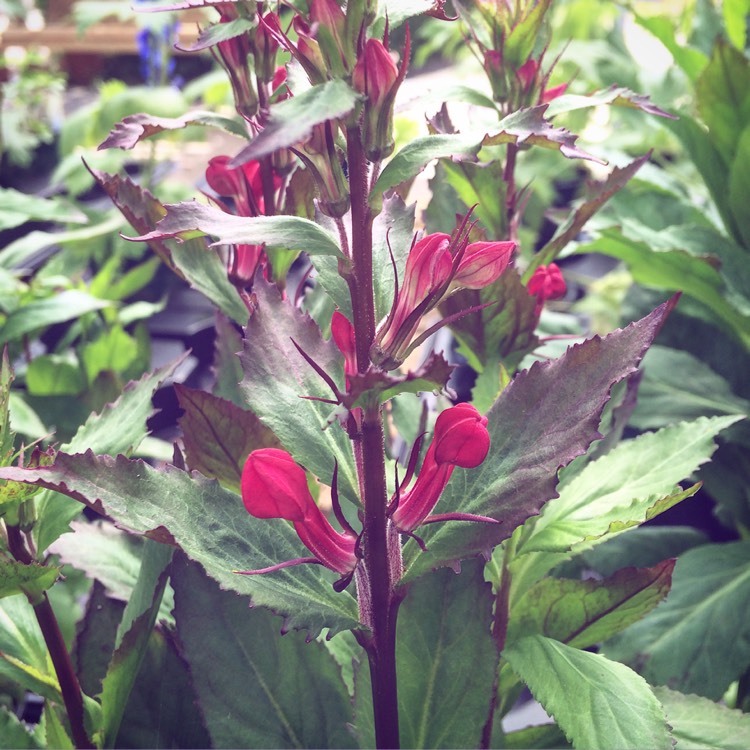 Plant image Lobelia x speciosa 'Fan Scarlet'