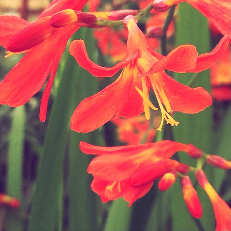 Plant image Crocosmia x crocosmiiflora 'Carmin Brilliant'