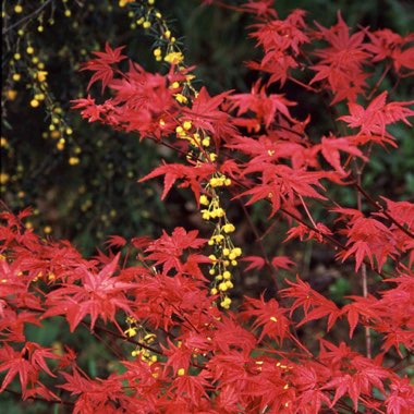 Acer Palmatum 'Beni-Maiko'