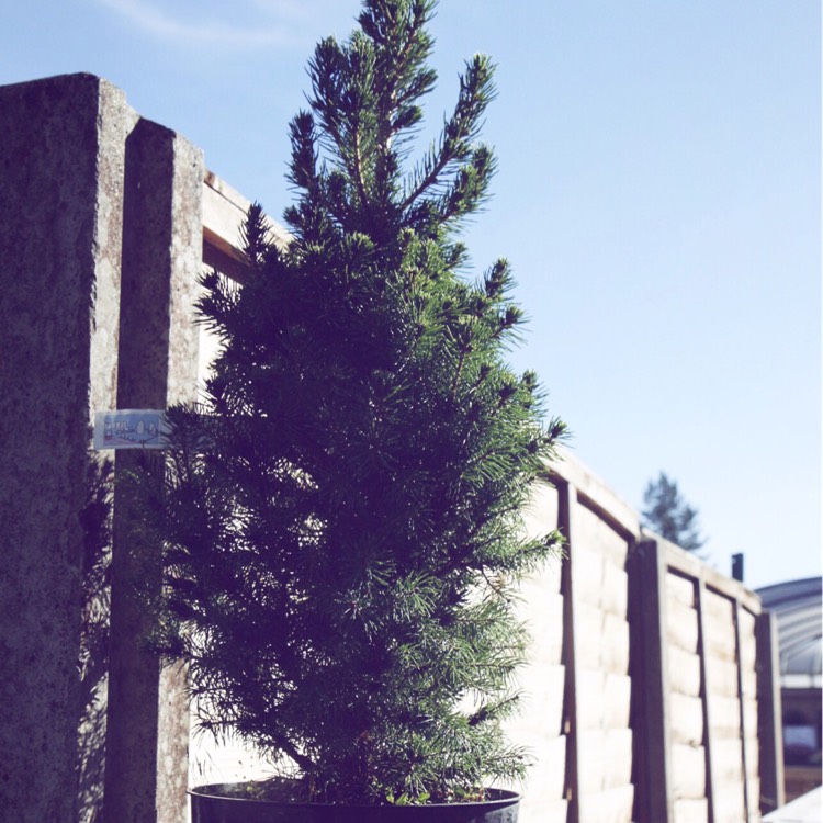 Plant image Picea glauca