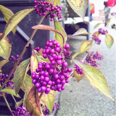 Callicarpa Bodinieri