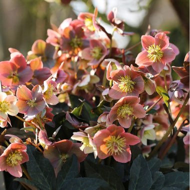 Helleborus x ballardiae 'Coseh 810' (HGC Series) syn. Helleborus x ballardiae 'HGC Merlin'