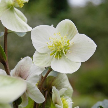 Helleborus x ericsmithii 'Coseh 790' (HGC Series) syn. Helleborus x ericsmithii 'HGC Shooting Star'