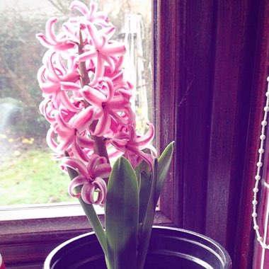 Hyacinthus orientalis