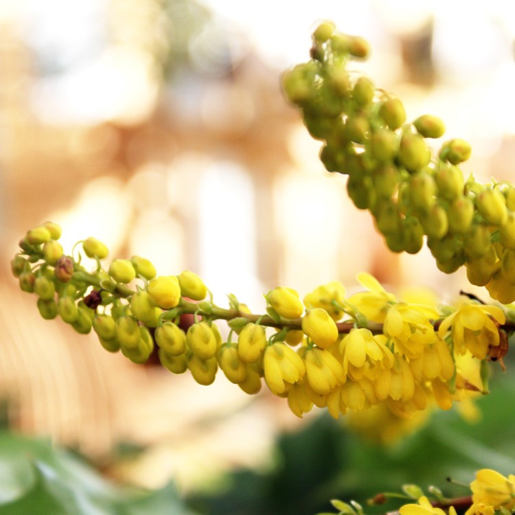 Plant image Mahonia x media 'Charity'