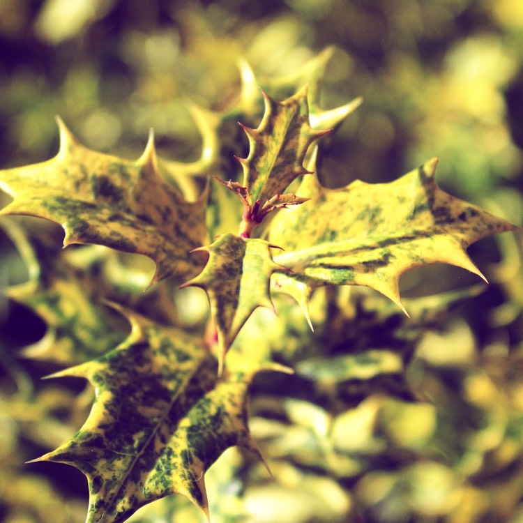 Plant image Osmanthus heterophyllus 'Goshiki'