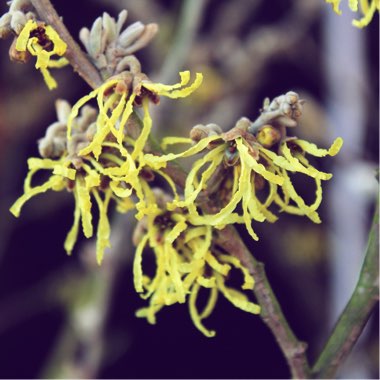 Hamamelis x intermedia 'Arnold Promise'