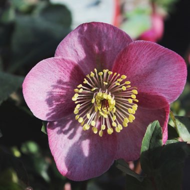 Helleborus 'Lem 100' (HGC Series) syn. Helleborus 'HGC Madame Lemonnier'