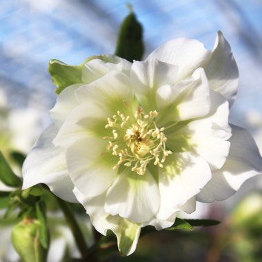 Helleborus x hybridus 'Hlr 290' (Spring Promise Series) syn. Helleborus x hybridus 'SP Grace'