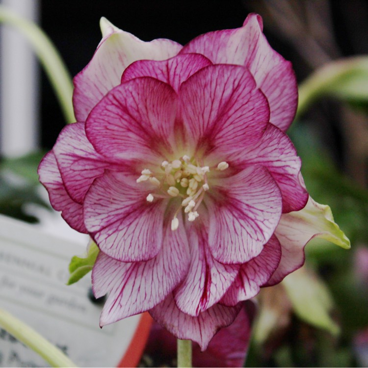 Plant image Helleborus x hybridus 'Hlr 210' (Spring Promise Series) syn. Helleborus x hybridus 'SP Lily'