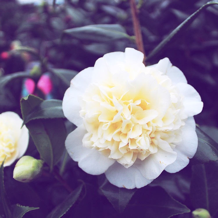 Plant image Camellia x williamsii 'Jury's Yellow'