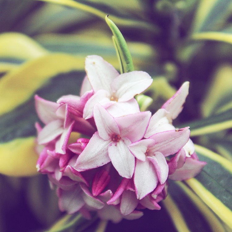 Plant image Daphne odora 'Rebecca'