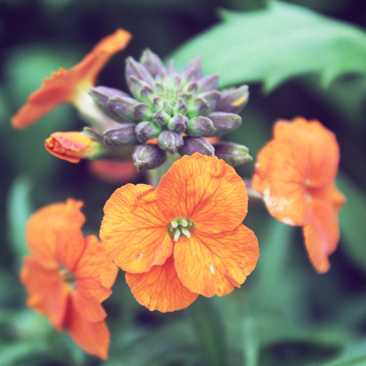 Plant image Erysimum 'Apricot Twist' syn. Erysimum 'Apricot Delight'