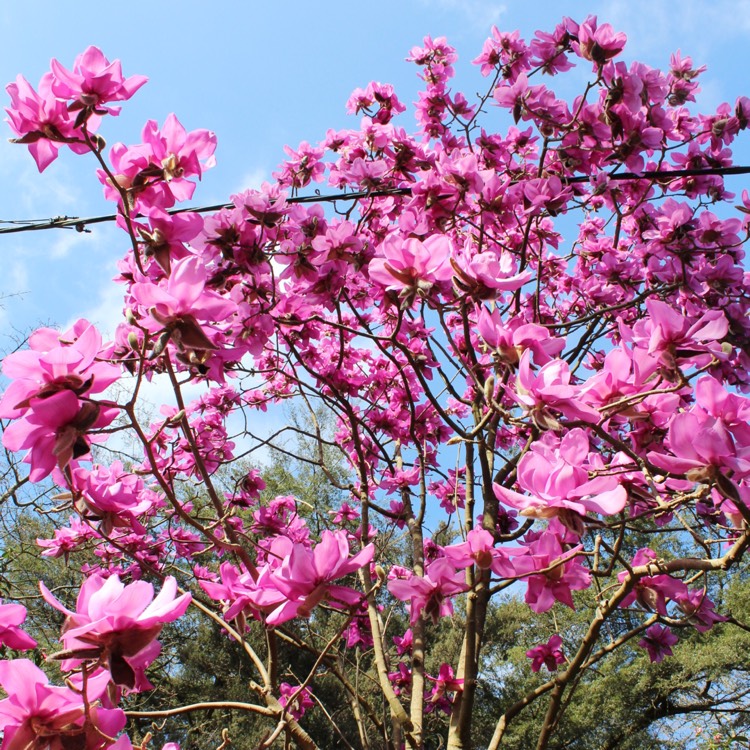 Plant image Magnolia campbellii