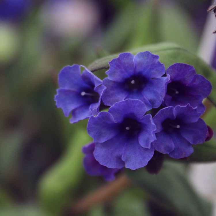 Plant image Pulmonaria 'Blue Ensign'